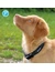 Petlando Mesh Halsband