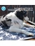 Petlando Kuscheldecke Stars