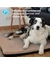 Petlando Hundematte Turino Ortho