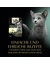 Sheba Kitten in Sauce