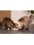 Designed by Lotte Anti-Schling-Napf Pom für Katzen