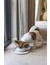 Designed by Lotte Napf Noor für Hunde