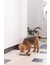 Designed by Lotte Napf Noor für Hunde