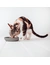District 70 BAMBOO Cat Bowl