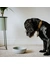 District 70 BAMBOO Dog Bowl