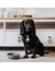 District 70 BAMBOO Dog Bowl
