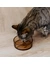 District 70 Glas Napf Dawn für Katzen