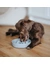 District 70 BAMBOO Dog Slow Feeder